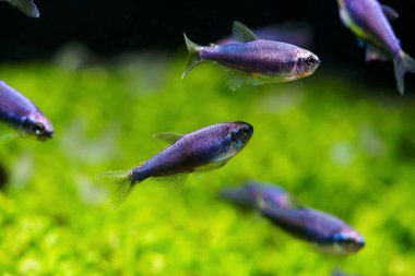 Süper Mavi İmparator Tetra (Inpaichthys kerri) başka bir varyasyon rengi