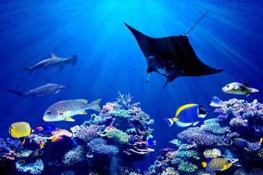 Su altı mercan resiflerinin arka planı ve Manta Ray ile tanışan çekiç başlı köpekbalığı.