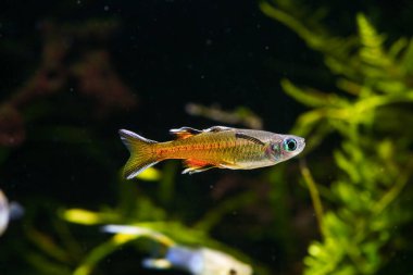 Pasifik Mavi Gözlü Signifer Yağmur Balığı (Pseudomugil signifer) ekili tankta yüzüyor