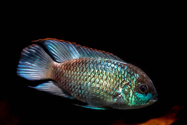 Electric Blue Acara Andinoacara Pulcher Swimming — Stock Photo, Image