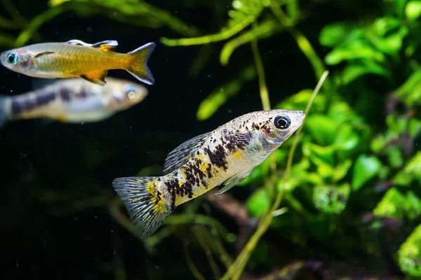 Kubánská Limuzína Limia Vittata Také Známá Jako Limuzína Kubánská Molly — Stock fotografie