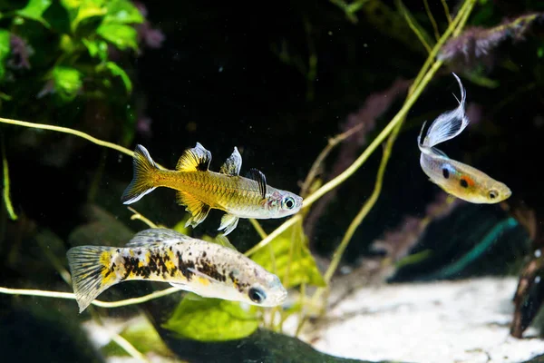 Pacific Blue Eye Signifer Rainbowfish Pseudomugil Signifer Зустрічається Іншими Рибами — стокове фото