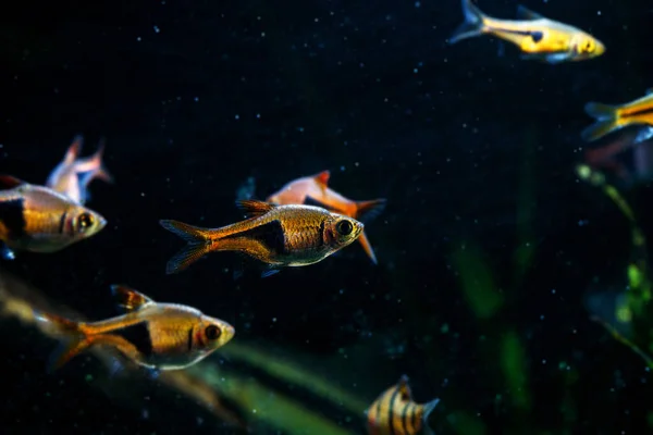Harlequin Rasbora Trigonostigma Heteromorpha One Classic Aquarium Fish — Stock Photo, Image