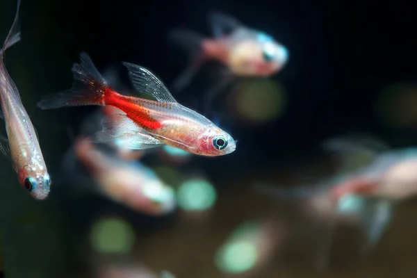 Albiono Long Fin Neon Tetra Paracheirodon Innesi Var Ornamental Fish — Stock Photo, Image