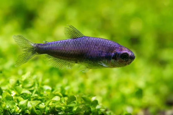 Super Blue Emperor Tetra Inpaichthys Kerri Další Variace Barevných Morfů — Stock fotografie