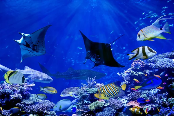 Raio Manta Dançando Com Peixes Marinhos Tropicais Como Tubarão Baleia — Fotografia de Stock