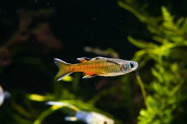Pacific Blue Eye Signifer Regenbogenfisch Pseudomugil Signifer Schwimmt Bepflanztem Becken — Stockfoto