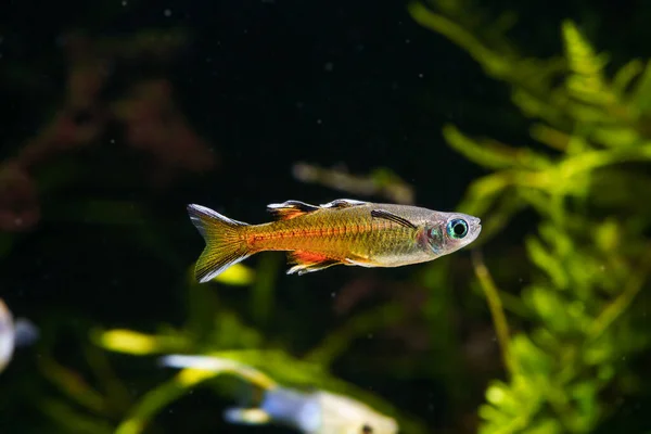 Stilla Havet Blue Eye Signifer Regnbågslax Pseudomugil Signifer Simmar Planterad — Stockfoto