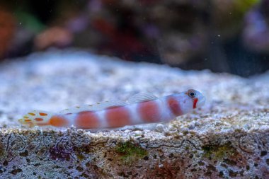 Pinkbar goby (Amblyeleotris aurora) kumda kalıyor