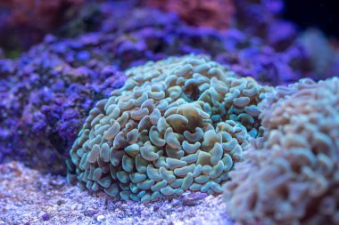 Yeşil Çekiç Mercan 'a yakın çekim (Euphyllia ancora)