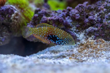 Mavi Yıldız Leopar Yolu (Macropharyngodon bipartitus) dişi. Maldivler 'den güzel balıklar