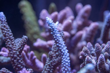 Kısa polip taşlı akroporayı kapat (Acropora sp.)