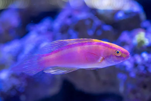 Rose Band Fairy Wrasse Cirrhilabrus Roseafascia — Stock Photo, Image