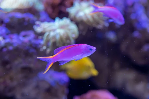 Geelgestreepte Elfenbasslet Pseudanthias Tuka Rifaquarium — Stockfoto