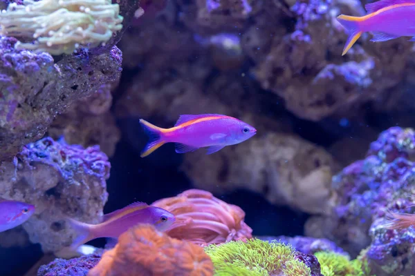 Yellowstriped Fairy Basslet Pseudanthias Tuka Reef Aquarium — Stock Photo, Image