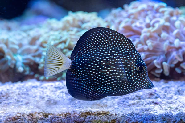 Fiatal Gem Tang Zebrasoma Gemmatum Gyönyörű Tengeri Hal Mauritiusról — Stock Fotó