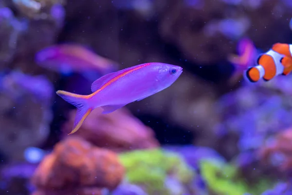 Yellowstriped Fairy Basslet Pseudanthias Tuka Reef Aquarium — Stock Photo, Image