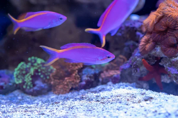 Yellowstriped Fairy Basslet Pseudanthias Tuka Reef Aquarium — Stock Photo, Image