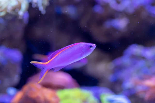 Geelgestreepte Elfenbasslet Pseudanthias Tuka Rifaquarium — Stockfoto