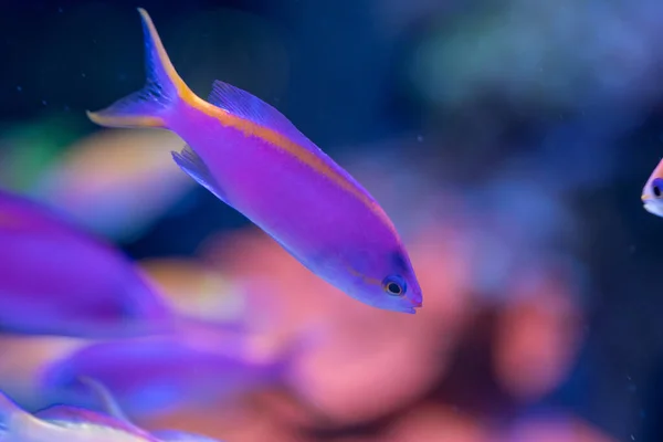Yellowstriped Fairy Basslet Pseudanthias Tuka Reef Aquarium — Stock Photo, Image