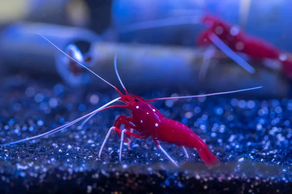 Blood Red Fire Shrim — Stock Photo, Image