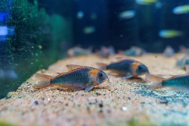 Corydoras, Amazon nehrinden güzel bir yayın balığına eşittir.