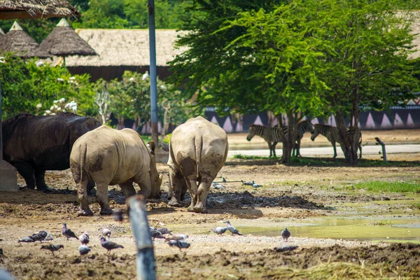 Breitmaulnashorn Wandert Der Hitze Des Sonnigen Tages Auszuweichen — Stockfoto