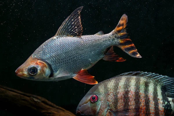 Flagtail Prochilodus Semaprochilodus Insignis Red Mouthbrooder Severum Heros Liberifer — Stock Photo, Image