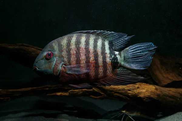 Red Mouthbrooder Severum Kahraman Özgürlük Rio Inirida Dan Güzel Cichlids — Stok fotoğraf