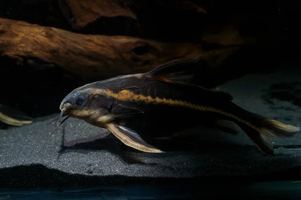 Striped Raphael Catfish Platydoras Armatulus Swimming Bottom Aquarium — Stock Photo, Image