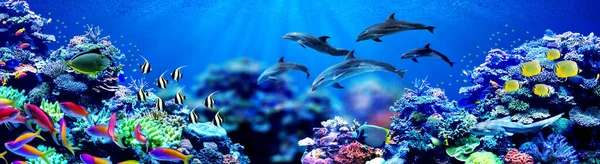 Panorama Background Dolphins Swimming Beautiful Coral Reef Marine Tropical Fish — Stock Photo, Image