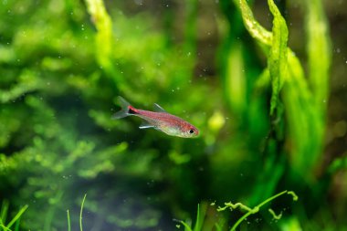 Yakut tetra (Axelrodia riesei) su bitkileri tankında