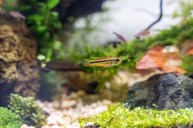 İki çizgili Apisto veya Apistogramma bitaeniata güzel bir cüce ciklet.