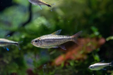 Platin Copei Tetra Moenkhausia copei 'nin renk değişimi