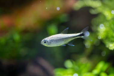 Su bitkileri tankında altın tetra (Hemigrammus rodwayi)