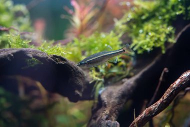 Ak Bulut Dağı Minnow (Tanichthys albonubes) su bitkileri tankında