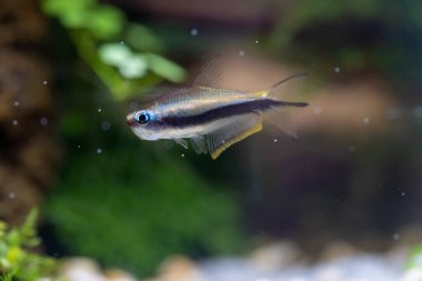İmparator Tetra Fish (Nematobrycon palmeri) su bitkileri tankıyla