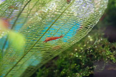 Madagaskar laceleaf 'e (Aponogeton madagascariensis) tırmanan Kiraz Karidesi (Neocaridina davidi))