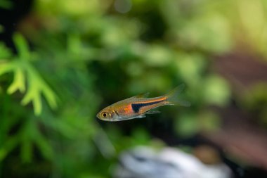 Güney Tayland 'daki turba bataklığından kuzu pirzolası (Trigonostigma) süslemeli balık