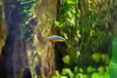 Göksel İnci Danio (Celestichthys margaritatus) Myanmar 'dan güzel balık