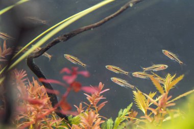 Cüce Rasbora 'nın Okulu (Boraras urophthalmoides)