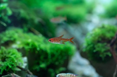 Ember Tetra (Hyphessobrycon amandae) Güney Amerika 'dan güzel kırmızı küçük balık