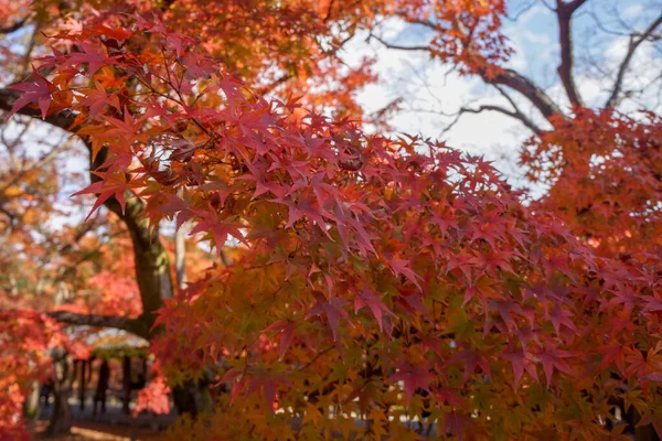 Hoja Arce Famoso Attarctions Kioto Otoño — Foto de Stock