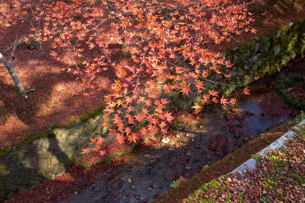 Ahornblatt Ist Berühmte Attarctions Von Kyoto Herbst — Stockfoto