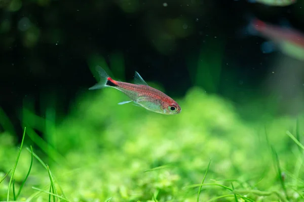 Rubin Tetra Axelrodia Riesei Aquarium Von Wasserpflanzen — Stockfoto