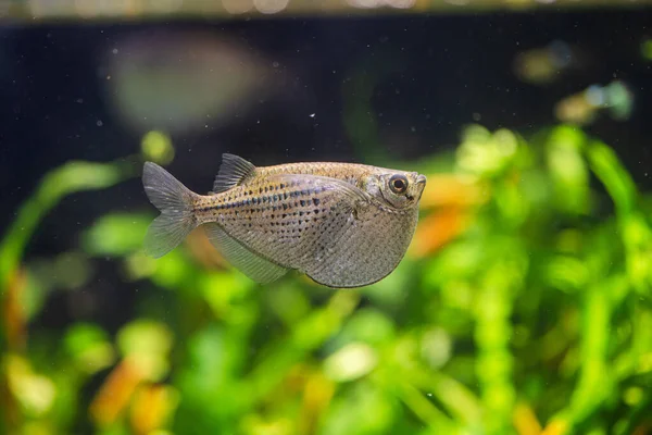 Bitkileri Tankında Yaygın Olarak Kullanılan Balta Balığı Veya Gümüş Balta — Stok fotoğraf