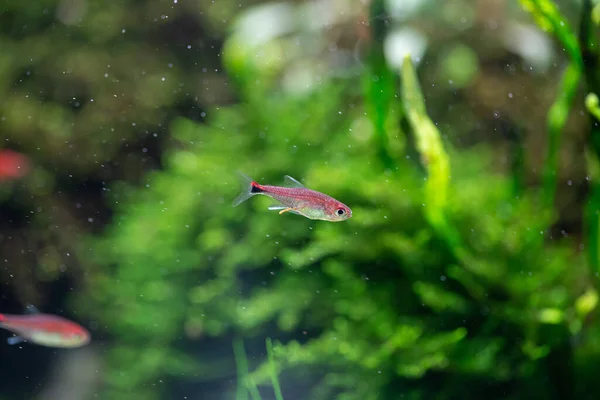 Rubin Tetra Axelrodia Riesei Aquarium Von Wasserpflanzen — Stockfoto