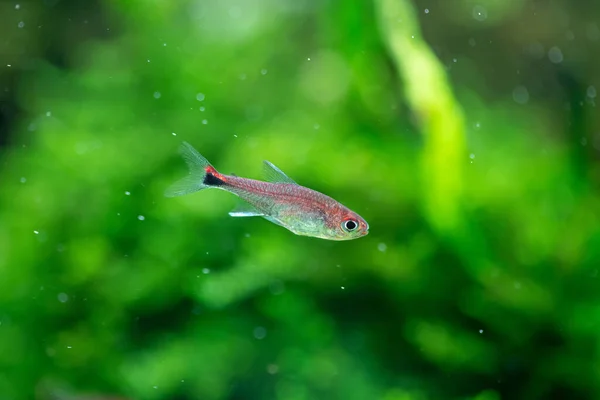 Ruby Tetra Axelrodia Riesei Aquatic Plants Tank — Stock Photo, Image