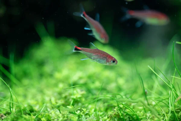 Ruby Tetra Axelrodia Riesei Aquatic Plants Tank — Stock Photo, Image