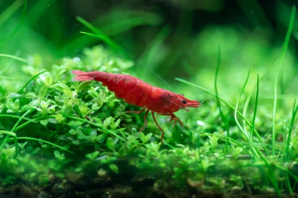 Camarones Cereza Neocaridina Davidi Hermoso Camarón Enano Caminando Campo Plantas — Foto de Stock